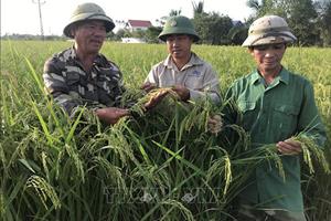 Tích tụ ruộng đất: Không để lãng phí đất, giảm sức cho nông dân