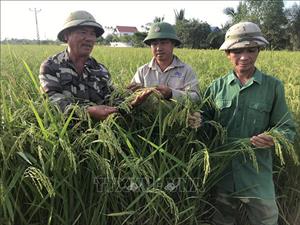 Tích tụ ruộng đất: Không để lãng phí đất, giảm sức cho nông dân