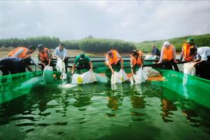 Quảng Ngãi phát triển nuôi thủy sản lồng bè trên sông, lòng hồ chứa thủy lợi, thủy điện