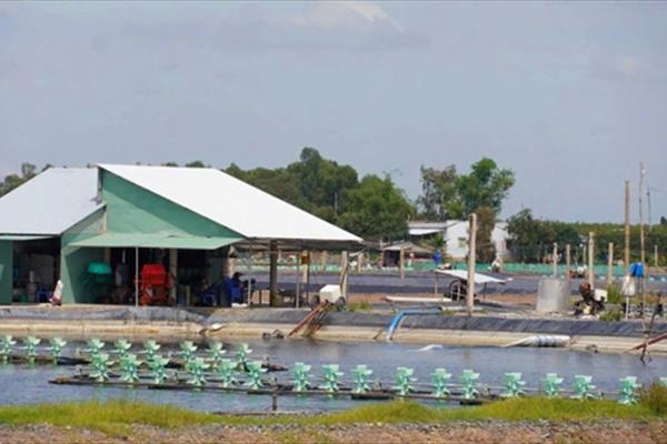 Long An kiên quyết xử lý, ngăn chặn đào ao, khoan giếng nuôi tôm thẻ chân trắng ở vùng Đồng Tháp Mười