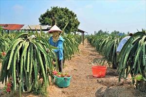 Tiền Giang cần cải tạo vườn cây thanh long đang “xuống cấp”