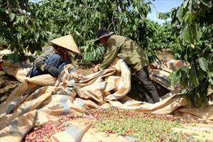 Giá cà phê tăng cao, nông dân cần chú trọng khâu thu hái để đảm bảo chất lượng