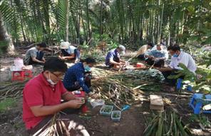 Hàng nghìn hecta dừa ở Bến Tre bị nhiễm sâu đầu đen