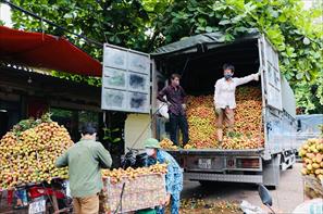 Lục Ngạn: Sản lượng vải thiều giảm nhưng giá trị tăng