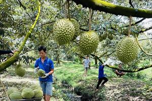 Vĩnh Long quản lý mã số vùng trồng nhằm nâng cao chất lượng, giá trị nông sản