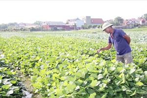 Bắc Giang: Cây vụ đông mang lại giá trị kinh tế cao