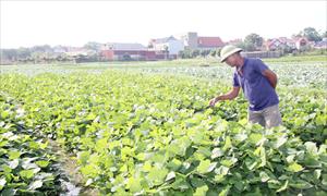 Bắc Giang: Cây vụ đông mang lại giá trị kinh tế cao