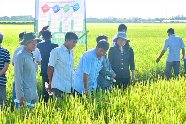 Thay đổi phương thức canh tác, tạo thương hiệu lúa gạo an toàn, phát thải thấp