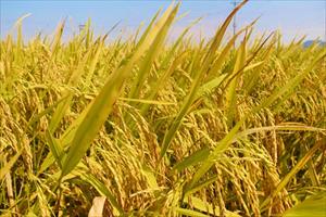 Lợi ích kép từ sản xuất lúa hữu cơ