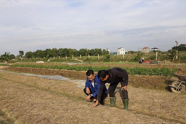 Nông dân Hà Tĩnh tập trung sản xuất vụ đông