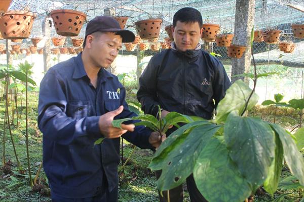 Kỳ Sơn phát triển trồng dược liệu quý: Cơ hội và thách thức