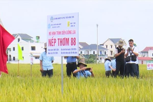 Nghệ An: Giống lúa nếp thơm 88 có nhiều ưu điểm