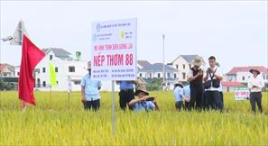 Nghệ An: Giống lúa nếp thơm 88 có nhiều ưu điểm