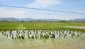 Diễn Châu thực hiện nhiều giải pháp đảm bảo an toàn cho lúa hè thu