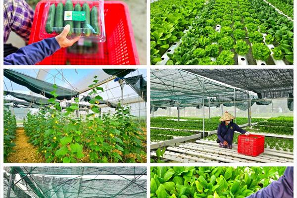 Cách làm nông nghiệp công nghệ cao ở Duy Tân farm