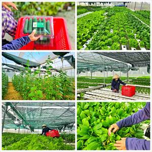 Cách làm nông nghiệp công nghệ cao ở Duy Tân farm