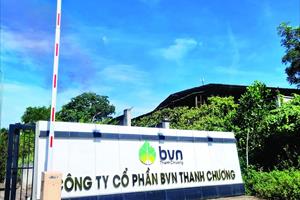 Công ty Cổ phần BVN Thanh Chương: Thúc đẩy kinh tế vùng phát triển và bảo vệ môi trường rừng bền vững