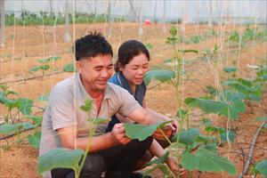 Nông dân Nghệ An tích cực chuyển đổi cơ cấu cây trồng, vật nuôi