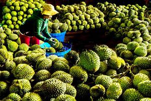 Lễ hội trái cây TP. Long Khánh 2024: Tôn vinh trái cây và sản phẩm OCOP