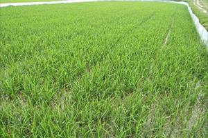 Long An đẩy mạnh chuyển đổi cơ cấu cây trồng trên đất lúa