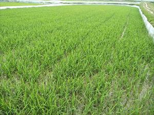 Long An đẩy mạnh chuyển đổi cơ cấu cây trồng trên đất lúa
