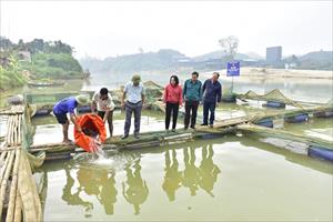 Nông dân Bảo Yên khôi phục nuôi cá lồng trên sông Chảy