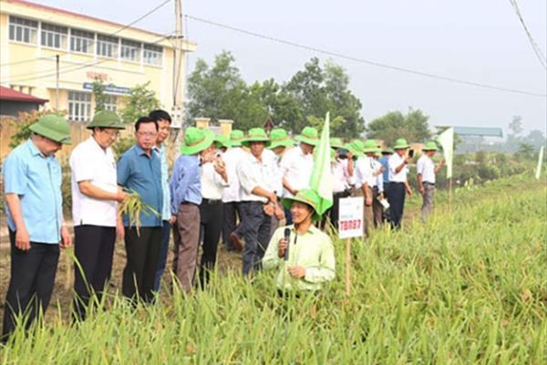 Hà Nam triển khai sản xuất vụ mùa 2024, vụ đông xuân 2024 – 2025