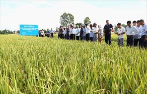 Hà Nam: Đánh giá mô hình sản xuất lúa an toàn theo tiêu chuẩn VietGAP