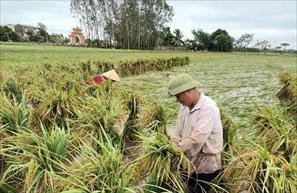 Hà Nam tăng cường chỉ đạo khắc phục ảnh hưởng của bão số 3 và phòng, chống dịch hại cây trồng