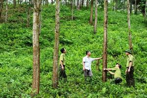 Thay đổi tư duy trồng rừng gỗ lớn để có hiệu quả kinh tế cao