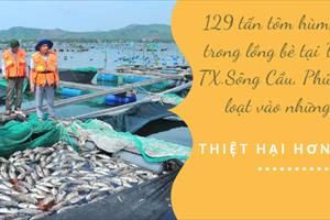 Phú Yên: 129 tấn tôm hùm, cá biển chết, người nuôi thiệt hại hơn 38,4 tỷ đồng