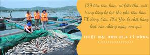 Phú Yên: 129 tấn tôm hùm, cá biển chết, người nuôi thiệt hại hơn 38,4 tỷ đồng