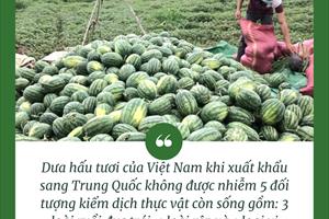 Trung Quốc kiểm dịch chặt chẽ dưa hấu Việt Nam trước khi nhập khẩu
