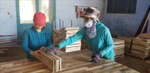 Phú Yên sắp có nhà máy dăm gỗ lớn