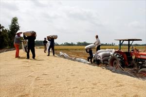 Xuất khẩu gạo phục hồi tăng trưởng trong 6 tháng đầu năm
