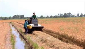 Xây dựng vùng chuyên canh sản xuất sạch gắn với mã số vùng trồng