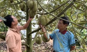 Hàng nghìn xã viên trồng sầu riêng lo âu khi hợp tác xã bị thu hồi giấy phép