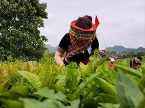 Cảnh báo tình trạng lừa đảo bán giống cây trồng mới qua mạng