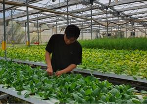 TP.HCM sẽ không còn vườn chuyên canh rau trong nội đô từ năm 2030