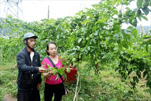 Các chương trình MTQG góp phần phát triển kinh tế nông nghiệp ở Lai Châu