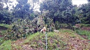 Mưa dông gây thiệt hại nhà ở và vườn cây ăn trái ở Tiền Giang, Bến Tre