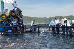 Khánh Hòa triển khai thành công nuôi thủy sản tại vùng biển hở