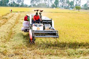 ĐBSCL: Cần sản xuất theo hướng nông nghiệp tuần hoàn để phát triển bền vững ngành lúa gạo
