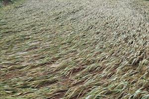 Yên Bái: 30ha lúa bị ngập úng do mưa lũ