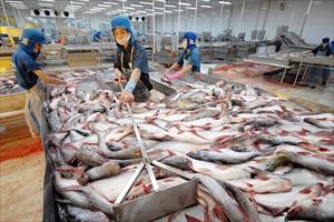 Xuất khẩu cá tra 6 tháng cuối năm sẽ tiếp tục tăng