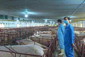 Hà Tĩnh thực hiện nghiêm các biện pháp phòng, chống bệnh dịch tả lợn châu Phi