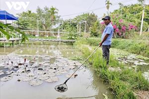 Thu lãi cao nhờ nuôi ốc bươu đen