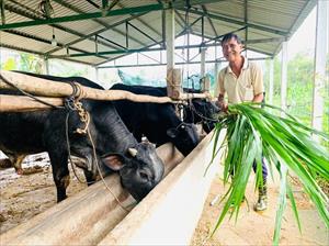 Quảng Nam: Ngành chăn nuôi đang có nhiều cơ hội thuận lợi