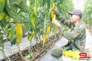 Sơn La: Sản xuất nông nghiệp ứng phó với biến đổi khí hậu đạt hiệu quả