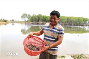 Trà Vinh: Nuôi tôm thâm canh cho lợi nhuận cao gấp từ 7-10 lần